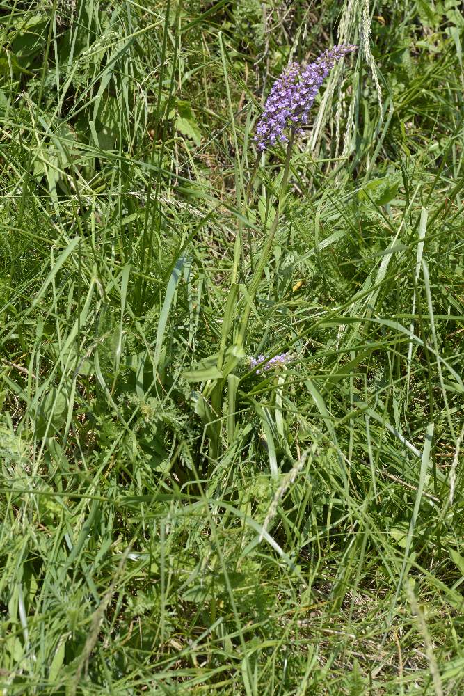 Monte Cesen - Valdobbiadene (TV) - Gymnadenia conopsea